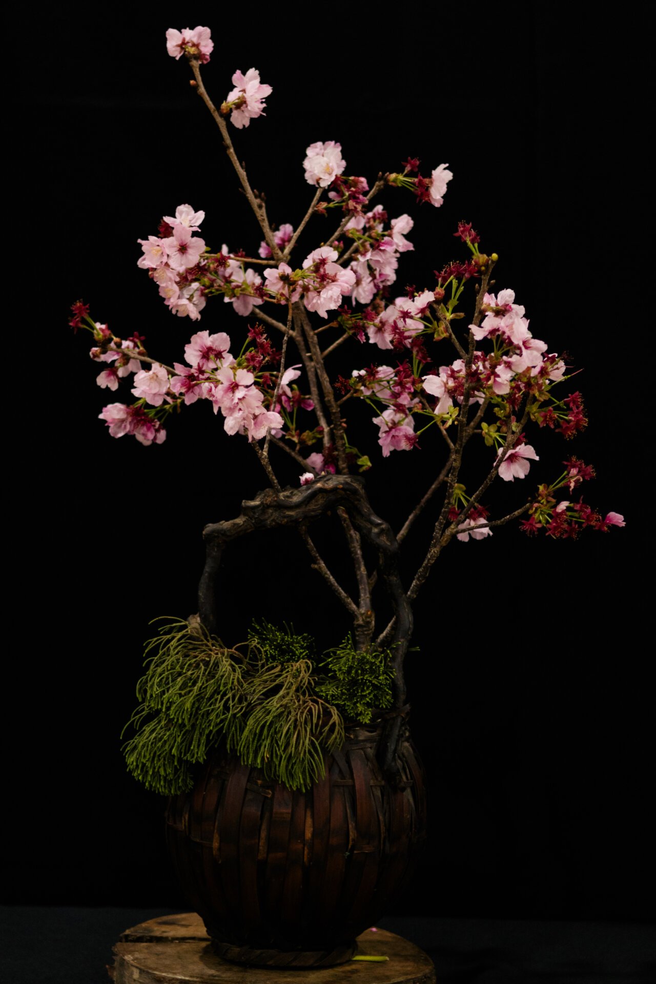 Sakura — fotografia de Isabella Stirma